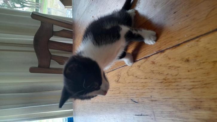 2 jonge boerderijkittens, Dieren en Toebehoren, Katten en Kittens | Overige Katten, Kater