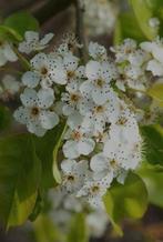 Pyrus calleryana 'Chanticleer' Sierpeer - Prachtige bloesem!, Volle zon, Lente, 400 cm of meer, Overige soorten