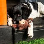 Ervaren raszuivere Friese Stabij dekreu, Rabiës (hondsdolheid), Eén hond, 3 tot 5 jaar, Nederland