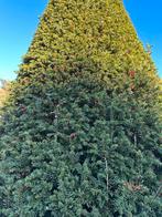 Prachtige Zuilboom met rode bessen 340 cm, Tuin en Terras, Bloeit niet, 250 tot 400 cm, Zuilboom, Ophalen