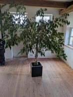 Ficus benjamina +vierkante pot, Huis en Inrichting, Ophalen, Ficus, Halfschaduw, In pot