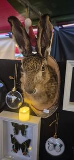 Te koop; hazen kop trofee, Ophalen of Verzenden, Nieuw, Hert