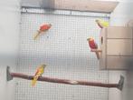 Koppel  turquoise s en 2 jongen, Dieren en Toebehoren, Meerdere dieren, Parkiet, Geringd
