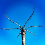 Dakplataan, dakplatanen,  dakboom, vierkant of ster., Tuin en Terras, Planten | Bomen, Bloeit niet, 100 tot 250 cm, Dakboom, Ophalen