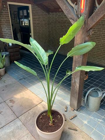 Strelitzia Reginae. Paradijsvogelplant.Serre,tuin.Kamerplant beschikbaar voor biedingen