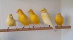 Mooie gele kanarie man fluiten goed kanaries mannen, Dieren en Toebehoren, Vogels | Kanaries, Mannelijk, Kleurkanarie