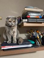 Scottish Fold korte haar 700€, 0 tot 2 jaar