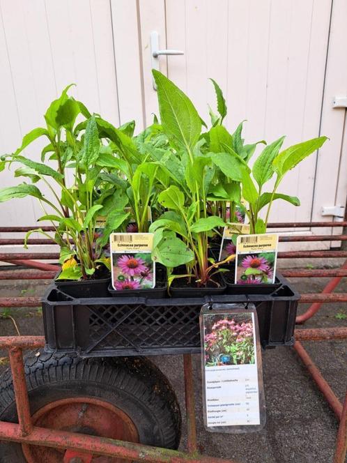 Mooie Echinacae purpurea ( Roze Zonnehoed) in pot!, Tuin en Terras, Planten | Tuinplanten, Overige soorten, Volle zon, Zomer, Ophalen