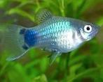 Platy's Blue Mickey Mouse, Dieren en Toebehoren, Vissen | Aquariumvissen, Vis, Zoetwatervis, Schoolvis