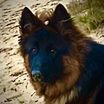 Duitse herder langstokhaar ter dekking aangeboden, Dieren en Toebehoren, Rabiës (hondsdolheid), Reu, 1 tot 2 jaar, Eén hond