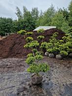 Ilex bonsai tuinbonsai vormsnoei, Tuin en Terras, Planten | Struiken en Hagen, Ophalen, Overige soorten, Struik, 100 tot 250 cm