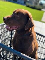 Dekreu labrador (niet te koop), Dieren en Toebehoren, Reu, 1 tot 2 jaar, Eén hond, Nederland