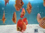 Red Melon Discus, Symphysodon Discus, Vis, Zoetwatervis
