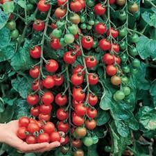 Kers tomaten plantjes beschikbaar voor biedingen