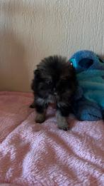 3 prachtige sociale pomeriaantjes/ dwergkeesjes, België, Particulier, Keeshond, 8 tot 15 weken