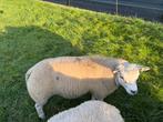 Dekrammen, Dieren en Toebehoren, Schapen, Geiten en Varkens, Vrouwelijk, Geit