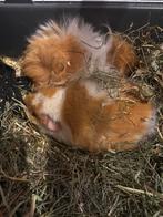 Cavia 2 vrouwtjes, Dieren en Toebehoren, Oktober, Vrouwelijk, Cavia