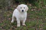 Prachtige Golden Retriever pups reutjes, Nederland, Reu, 8 tot 15 weken, Meerdere