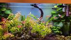 Tropische Aquarium, Dieren en Toebehoren, Vissen | Aquaria en Toebehoren, Ophalen of Verzenden