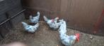 Broedeieren bonte leghorn, Dieren en Toebehoren, Pluimvee, Geslacht onbekend, Kip