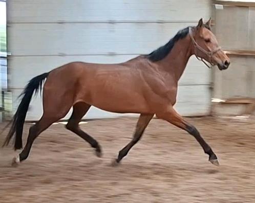 Brave talentvolle 4 jr kwpn merrie 1,67 mtr-inr mogelijk, Dieren en Toebehoren, Paarden, Merrie, B, 165 tot 170 cm, 3 tot 6 jaar