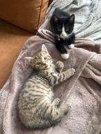 2 lieve broertjes, Kater, 0 tot 2 jaar