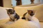 Maine Coone kittens, Meerdere dieren, Ontwormd, 0 tot 2 jaar