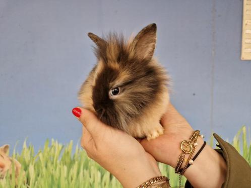Hangoor dwergkonijnen | Jonge nestjes met tamme hangoren., Dieren en Toebehoren, Konijnen, Dwerg, Meerdere dieren, 0 tot 2 jaar