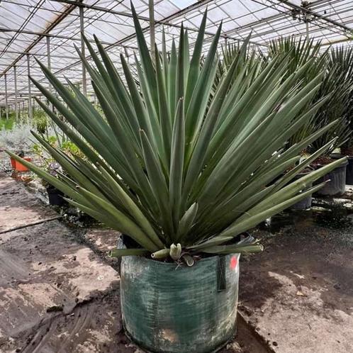 Yucca madrensis - Winterharde palmlelie voor buiten - 110+cm, Tuin en Terras, Planten | Tuinplanten, Vaste plant, Overige soorten