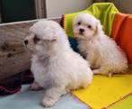 Lieve Shih tzu boomer pups, CDV (hondenziekte), Meerdere, 8 tot 15 weken, Meerdere dieren