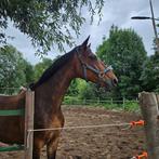 Trakhener merrie, Ophalen of Verzenden, Dressuur