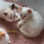 Siberische boskat kittens, Dieren en Toebehoren, Meerdere dieren