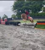 Prachtige Tinker Roan, Dieren en Toebehoren, Minder dan 160 cm, Ruin, Zadelmak, Recreatiepaard
