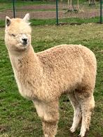 alpaca hengstje, geboren juni 2023, Mannelijk