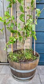 Oud portvat met kamperfoelie., Tuin en Terras, Ophalen