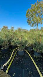 Pinus nigra en sylvestris in potgekweekt in maten!, Ophalen of Verzenden, Volle zon, Overige soorten