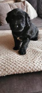 Labrador x labradoodle prachtige lieve pups, Dieren en Toebehoren, Honden | Retrievers, Spaniëls en Waterhonden, Rabiës (hondsdolheid)