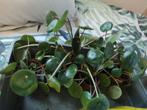Pannenkoekenplant stekjes (6 stuks), Overige soorten, In pot, Minder dan 100 cm, Groene kamerplant