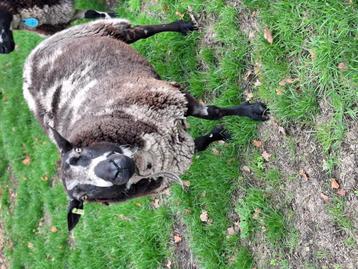 Mooie grote luxe bonte ram beschikbaar voor biedingen