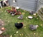 Te koop orpington kriel broedeieren, Dieren en Toebehoren, Pluimvee, Geslacht onbekend, Kip