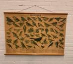 Schoolplaat vintage oude zangvogels schoolplaat W.J. Thieme, Ophalen of Verzenden