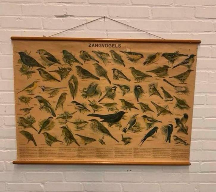 Schoolplaat vintage oude zangvogels schoolplaat W.J. Thieme, Antiek en Kunst, Antiek | Schoolplaten, Ophalen of Verzenden