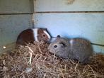 Twee jonge cavia zeugjes, Vrouwelijk, Cavia, Na 1 juli 2024