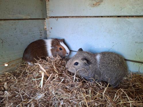 Twee jonge cavia zeugjes, Dieren en Toebehoren, Knaagdieren, Vrouwelijk, Cavia, Na 1 juli 2024