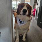 Hond huisdier halsband bandana gepersonaliseerd naam, Dieren en Toebehoren, Ophalen of Verzenden, Nieuw
