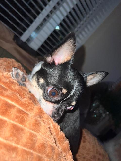 Teacup chihuahua teefje, Dieren en Toebehoren, Honden | Chihuahua's en Gezelschapshonden, Teef, Chihuahua, Particulier, Eén hond