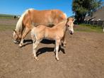 Twee super leuke veulens, Dieren en Toebehoren, Pony's, Meerdere dieren, Recreatiepony, 0 tot 2 jaar