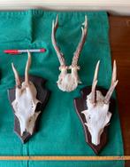 Gewei, Antiek en Kunst, Ophalen