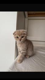 Kitten, Dieren en Toebehoren