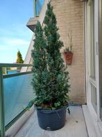 1 mooie grote conifeer/levensboom (Thuja), Ophalen, Conifeer, Struik, 100 tot 250 cm